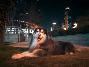 Les races de chien qui font les meilleurs compagnons pour leurs maîtres Chien qui font les meilleurs compagnons