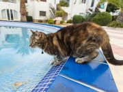 Pourquoi les chats n’aiment pas l’eau ? Pourquoi les chats n'aiment pas l'eau
