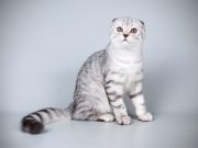 Le Scottish Straight : Caractère et alimentation de la race race de chat Scottish Straight