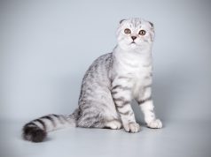 Le Scottish Straight : Caractère et alimentation de la race race de chat Scottish Straight