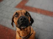 Quelles sont les races de chien qui ont le plus peur de l’orage ? races de chien qui ont le plus peur de l’orage