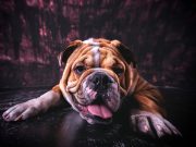 Quelles races de chien vivent le moins longtemps ?