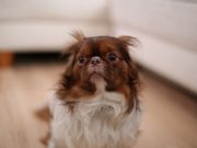Comment connaître les phobies de votre chien ? Reconnaître les phobies de votre chien