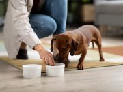 Faut-il donner de la pâtée ou des croquettes à son chien ? bouchées de boeuf