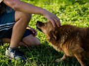 Comment rendre mon chien plus affectueux ? éducation positive