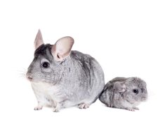 Quelle est la durée de vie d’un chinchilla ? Quelle est la durée de vie d'un chinchilla