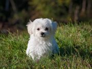 Comment calculer l’âge d’un chien en âge humain ? Comment calculer l'âge d'un chien en âge humain ?
