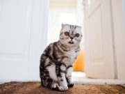 Quels sont les objets de la maison que les chats détestent ? objets de la maison que les chats détestent