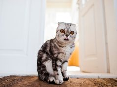 Quels sont les objets de la maison que les chats détestent ? objets de la maison que les chats détestent