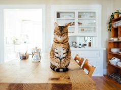 Les 5 plats faits maison préférés de votre chat plats faits maison pour chat