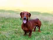 Les 7 qualités étonnantes du Teckel