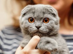 Les 9 races de chat à tête plate ou aplatie races de chat à tête plate ou aplatie