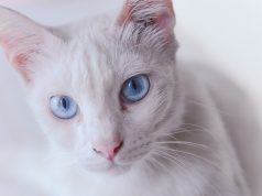Les races de chat blancs aux yeux bleus