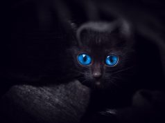 Les races de chat noirs aux yeux bleus races de chat blancs aux yeux bleus