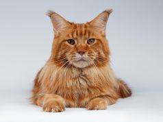 Les races de chat au pelage roux races de chat au pelage roux