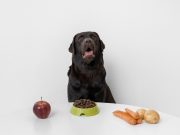 6 aliments indispensables pour le bien-être votre chien 6 aliments indispensables pour votre chien
