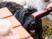 Les 10 aliments interdits pour les chiens aliments interdits pour les chiens