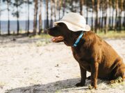 Reconnaître les signe que votre chien ne supporte pas la chaleur ne supporte pas la chaleur