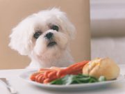 Quels sont les légumes préférés des chiens ? légumes préférés des chiens
