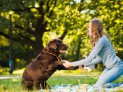Les 5 erreurs à éviter pour une relation harmonieuse avec votre chien relation harmonieuse avec votre chien