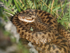 Morsure de vipères : Attention si vous habitez ces régions Morsure de vipères : Attention si vous habitez ces régions