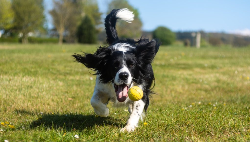 chien qui fait des tours