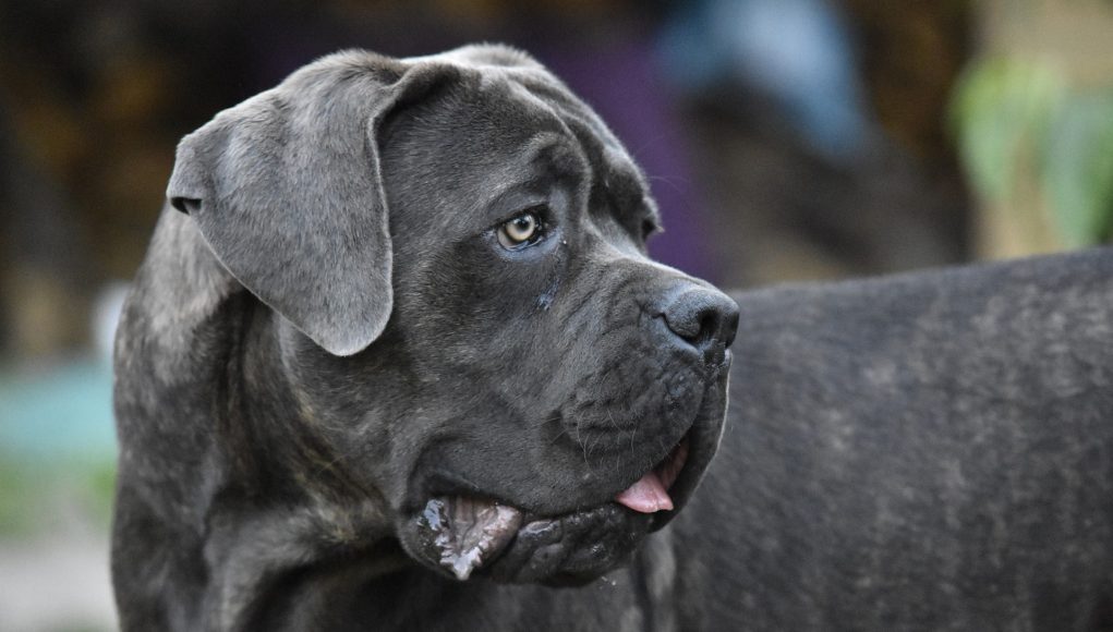 cane corso