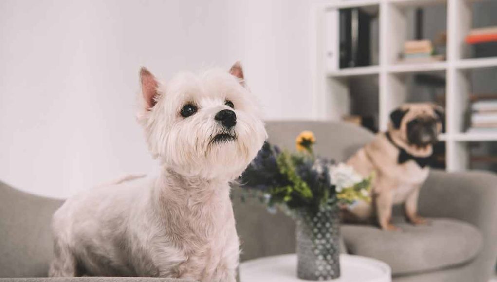 rendre un chien d'appartement heureux
