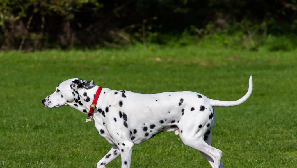 dalmatien