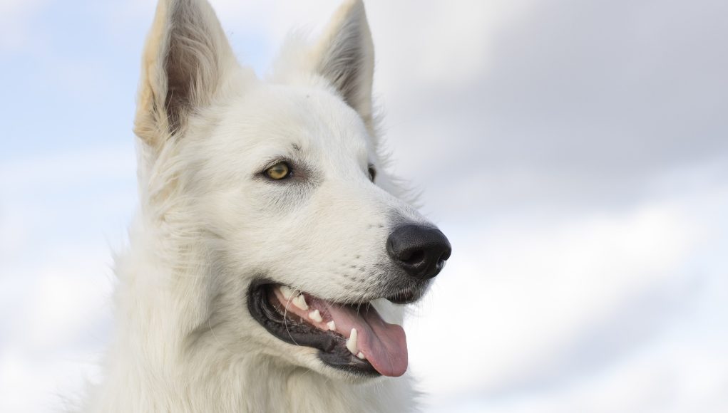 éviter problèmes dentaires chien