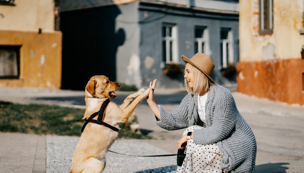 technologie et quotidien de chien