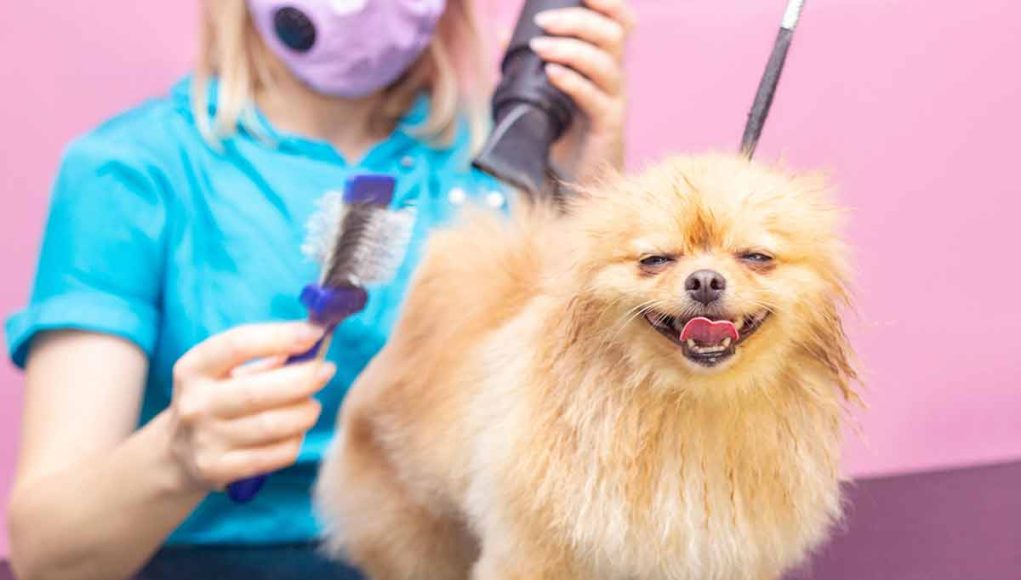 huiles réduire perte poils chien