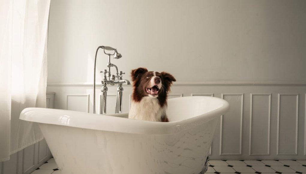 baigner son chien