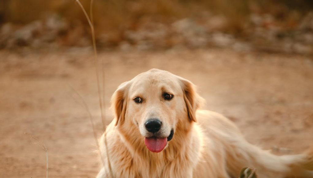 chien dans l'environnement
