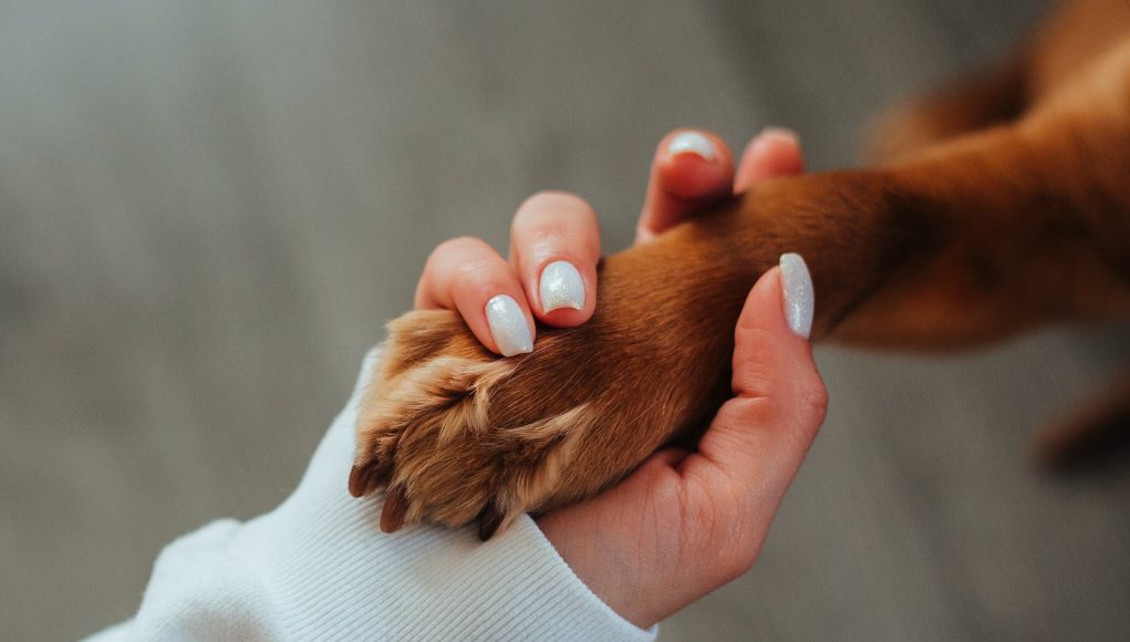 avoir un chien