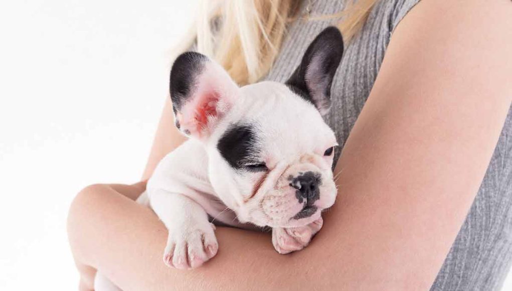 races de chiens qui sont sages comme des images