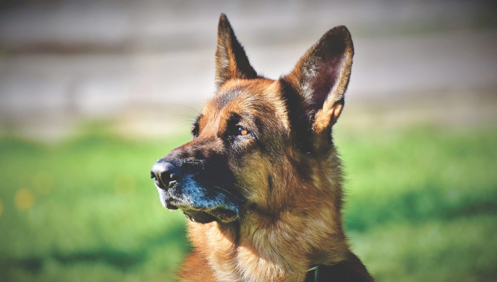 vieux chien