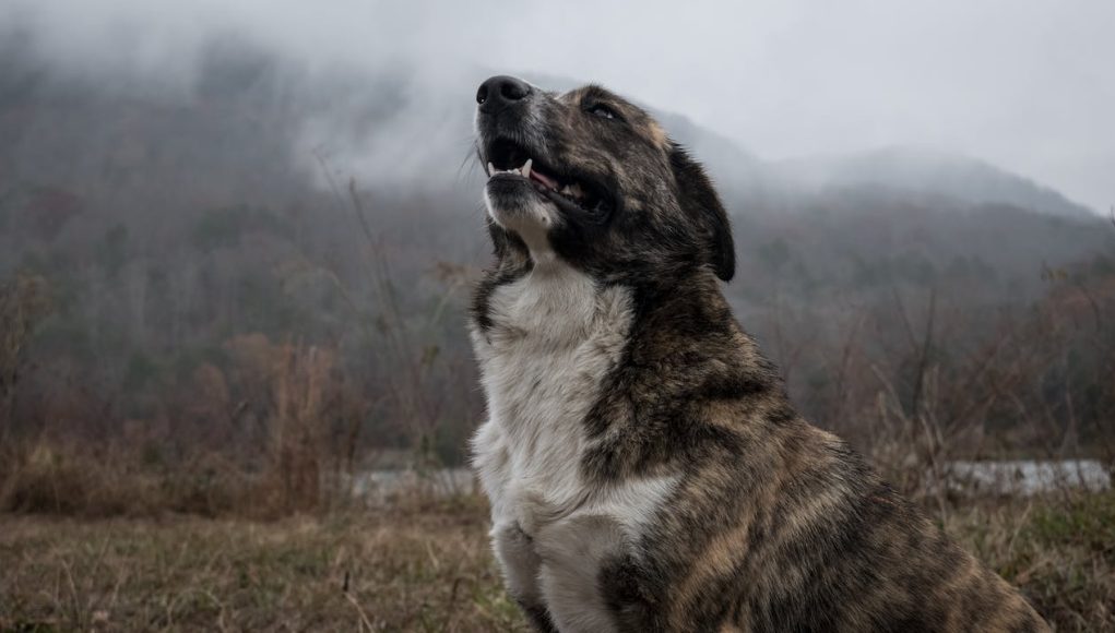 races de chien qui ont les aboiements les plus distincts