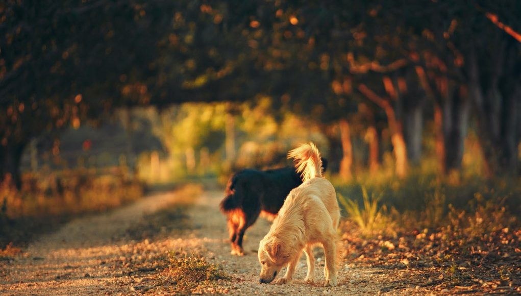 Des chiens qui se promènent