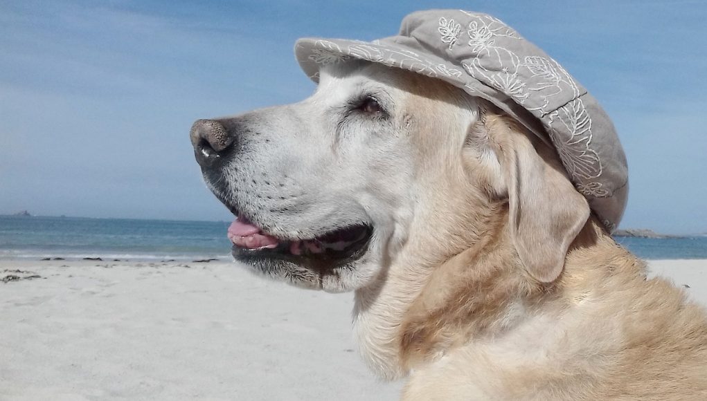 Des chiens qui sont très photogéniques