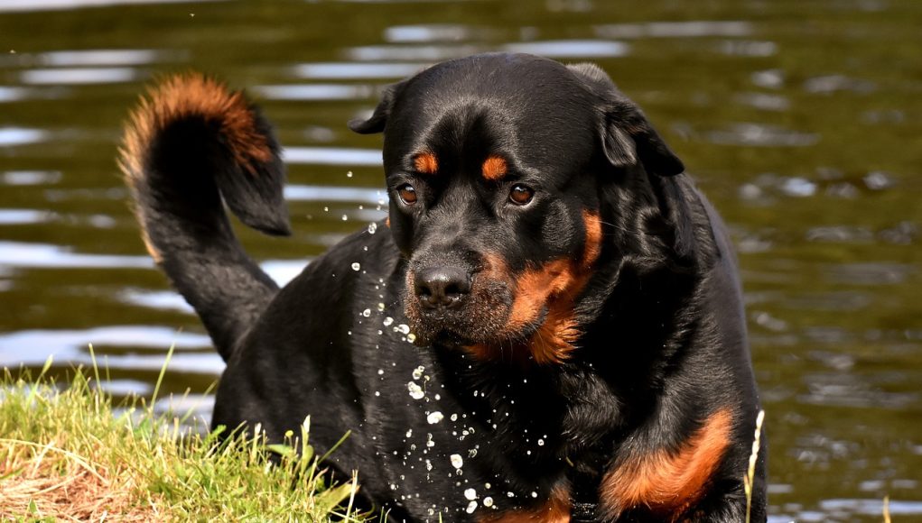 Le Rottweiler, un protecteur de confiance