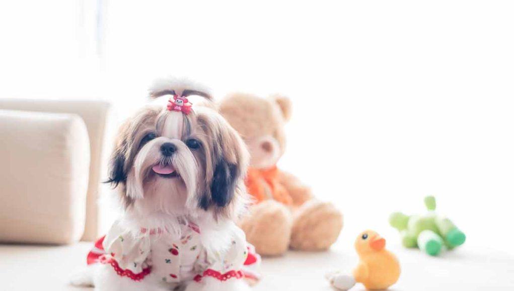 qualités Shih Tzu