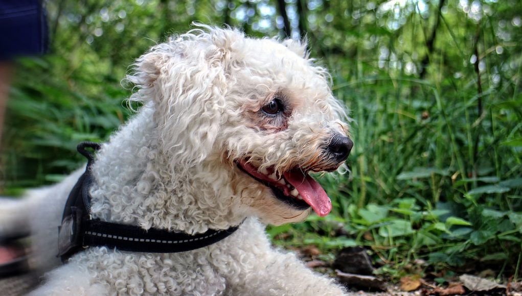 Bichon Frisé avec un air de chiot