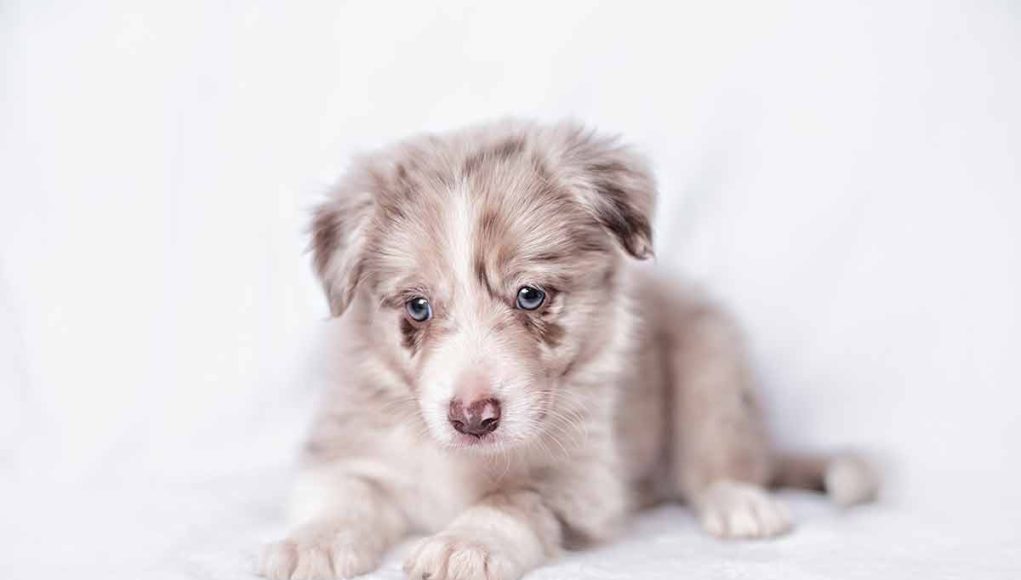 couleurs de pelage rares chez les chiens