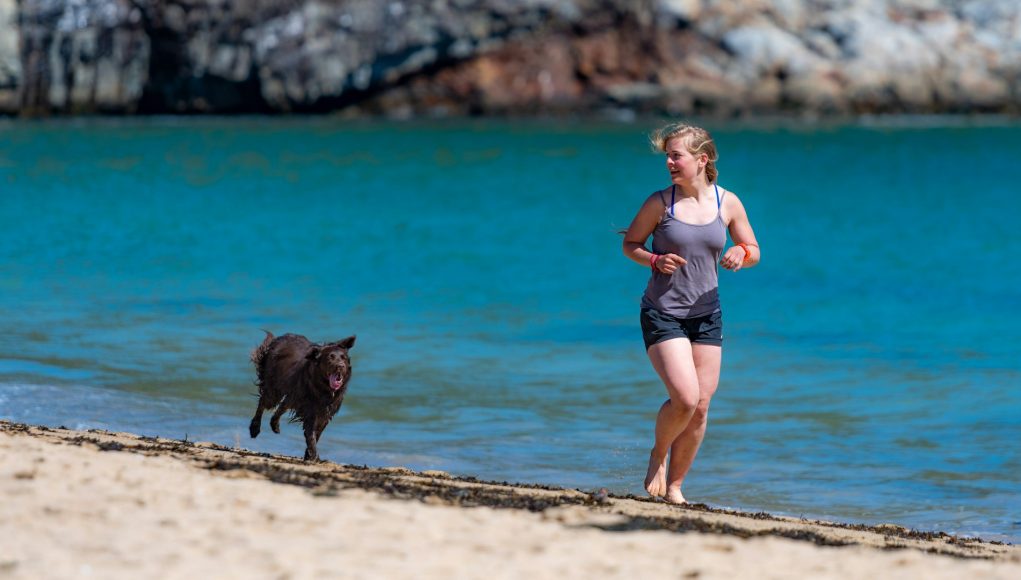 chiens en tant que partenaires d'entraînement