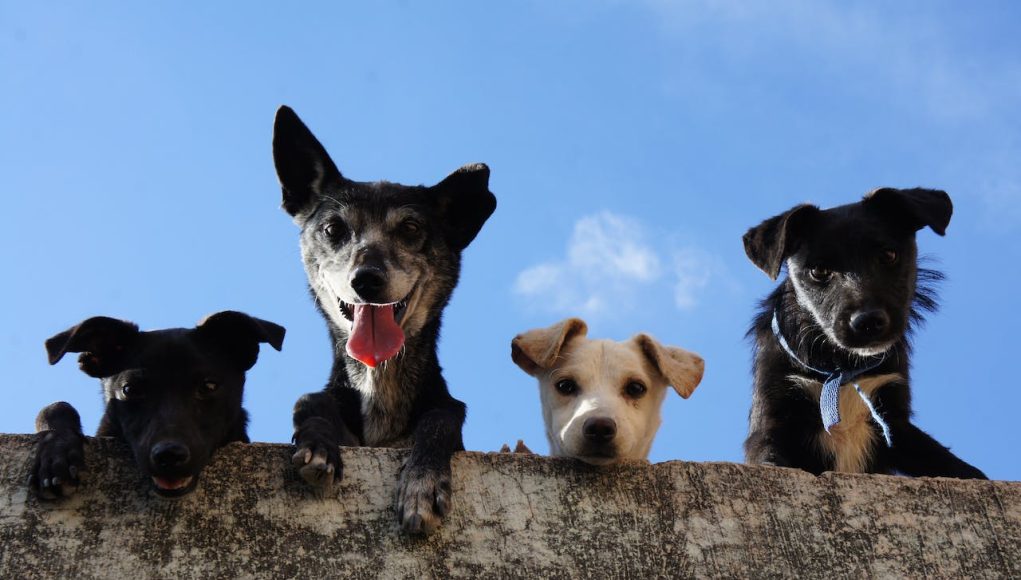 Chiens qui regardent