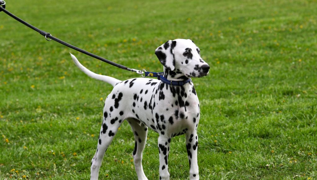 Dalmatien