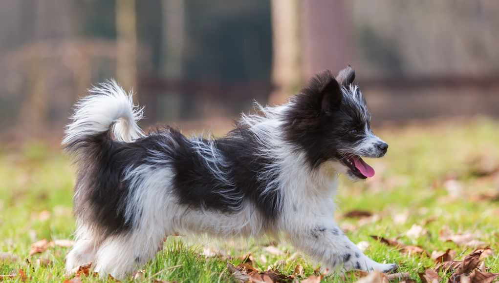 races de chien expressives avec leur queue