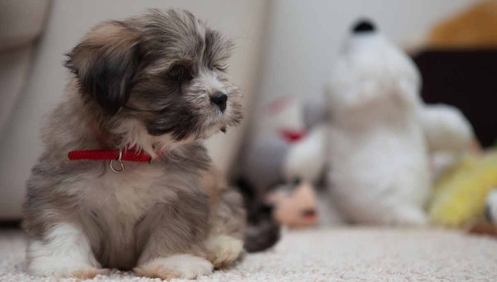 plus belles races de chiens mini