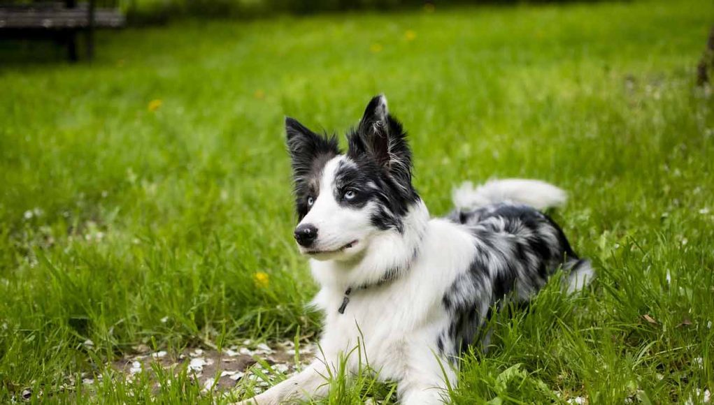 races de chien qui vénèrent le plus leur maitre